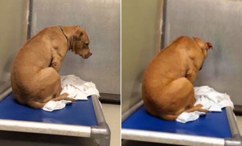 Devastated Pittie Completely Shuts Down After Being Returned To The Shelter Again