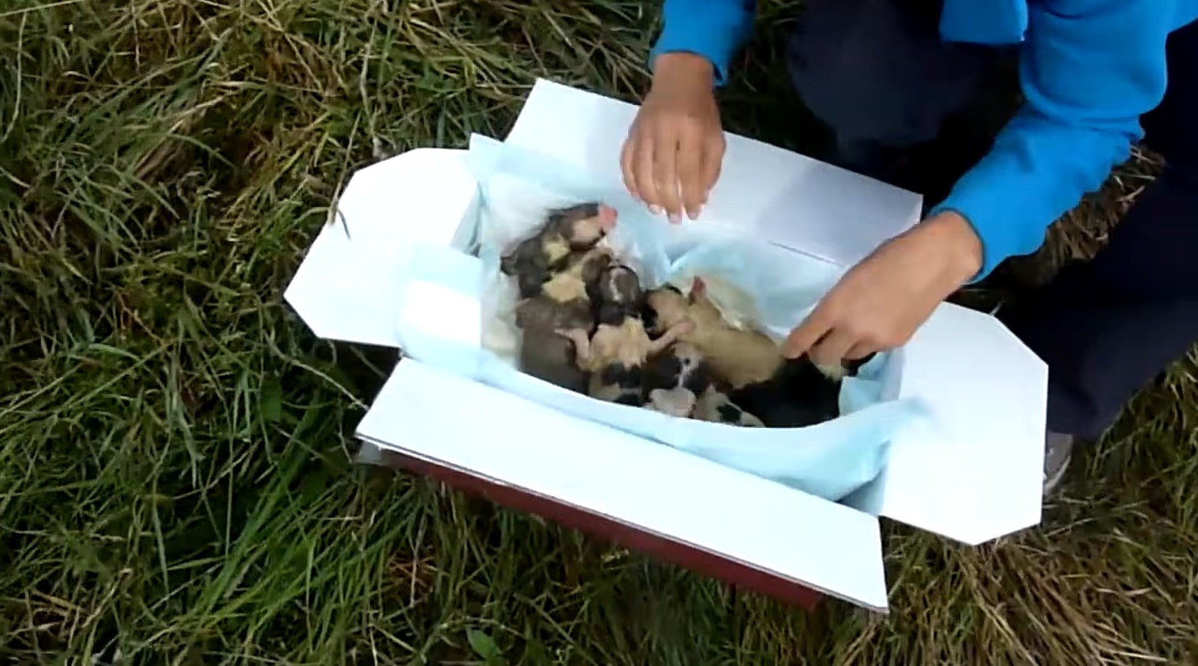 newborn puppies in the box