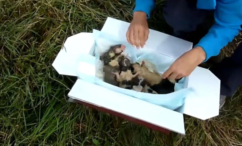 Rescued Shocked To Find Bag Full Of Tiny Surprises Abandoned In The Middle Of Nowhere
