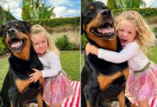 Adorable Rottweiler Puppy Helps Little Girl Overcome The Loss Of Her Old Dog