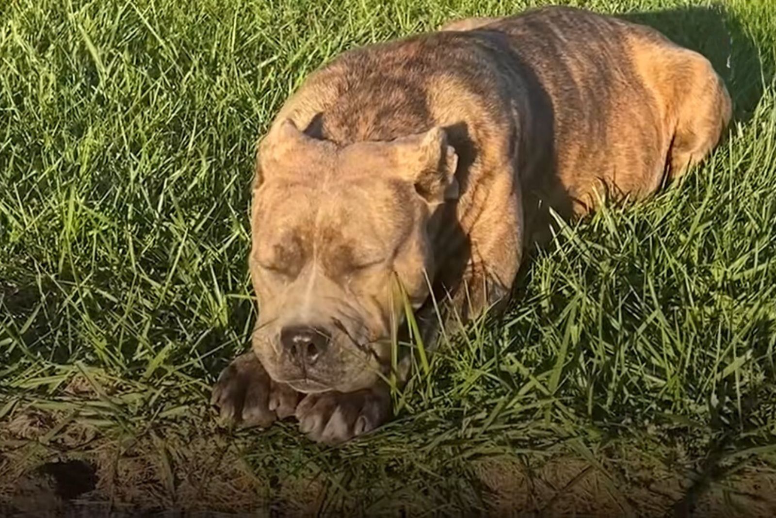 pitbull sleeping on grass