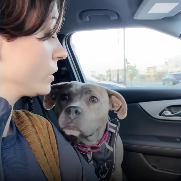 woman and pittie in a car
