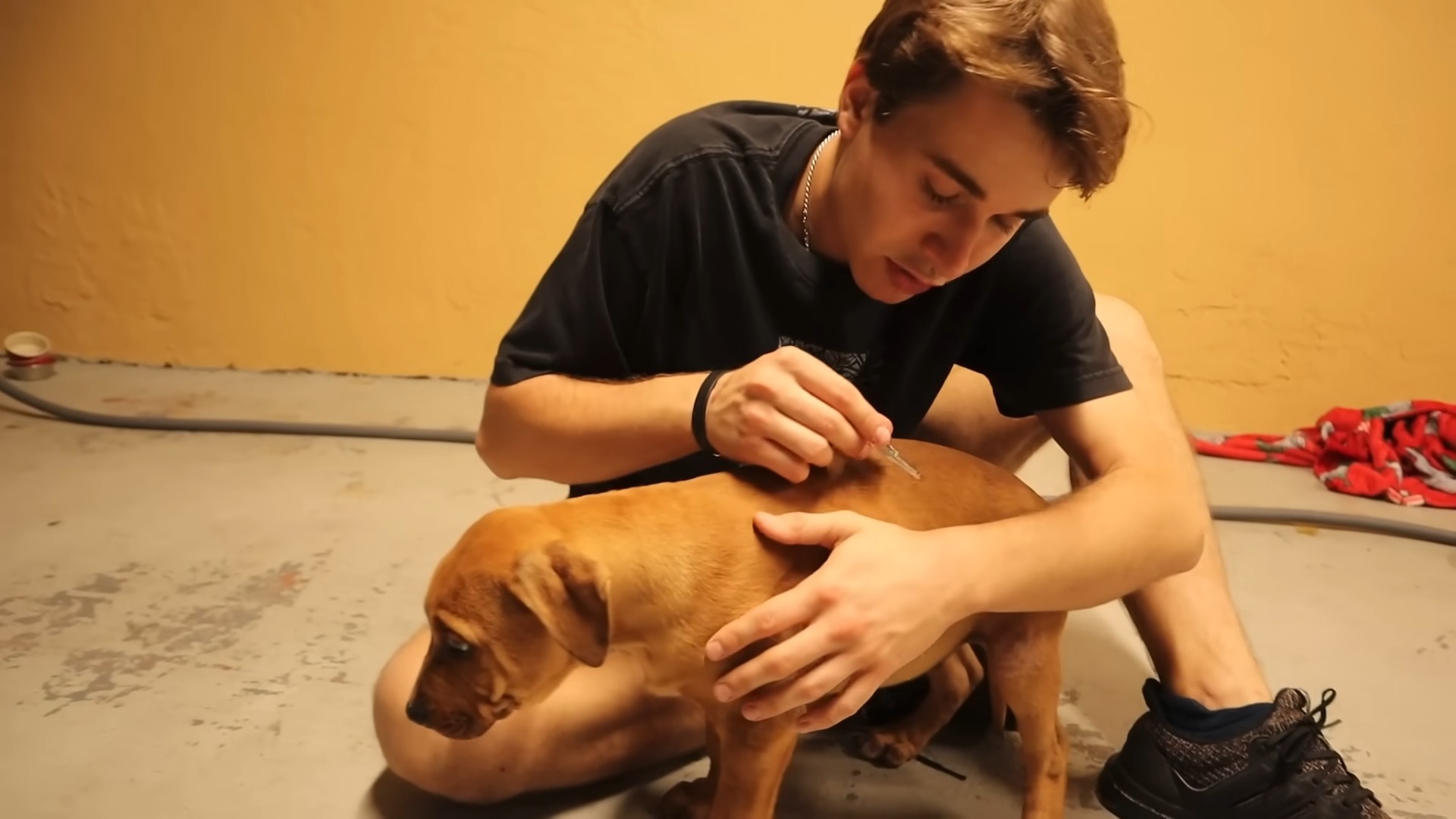 a man puts ampoules on a dog