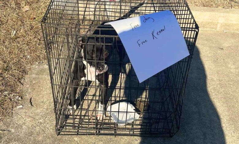 Rescuers Were Heartbroken To See Abandoned Dog In A Kennel With A ‘Free’ Sign On It