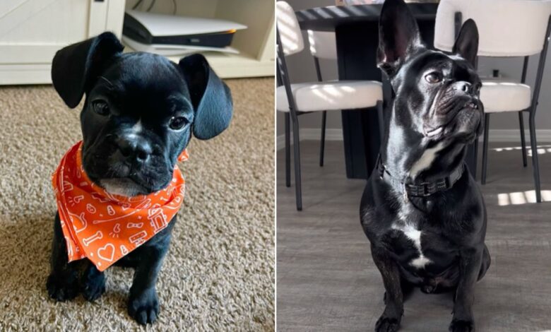 Owners Were So Shocked How Big Their Frenchie Got That They Had To Do A DNA Test