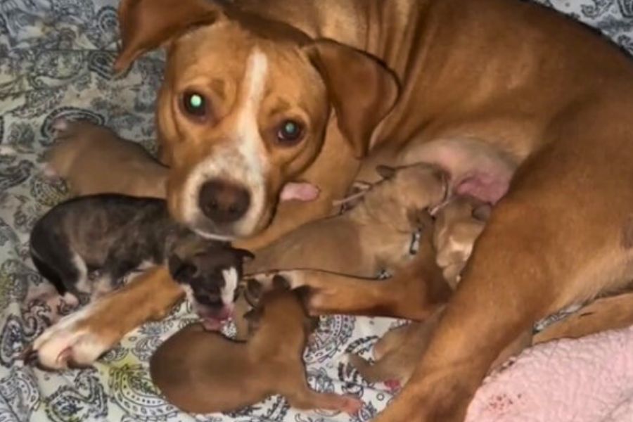 mama dog feeding her puppies