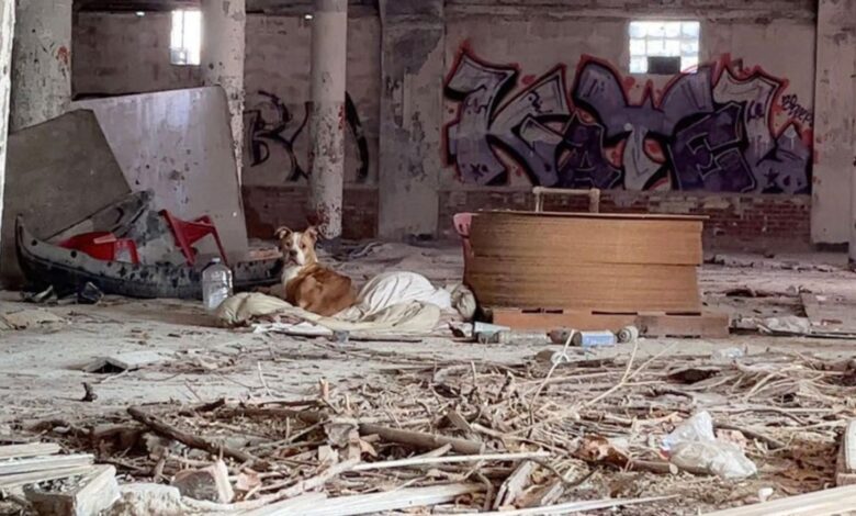 Scared Puppy Hiding In An Abandoned Building On A Dirty Blanket Gets A New Chance