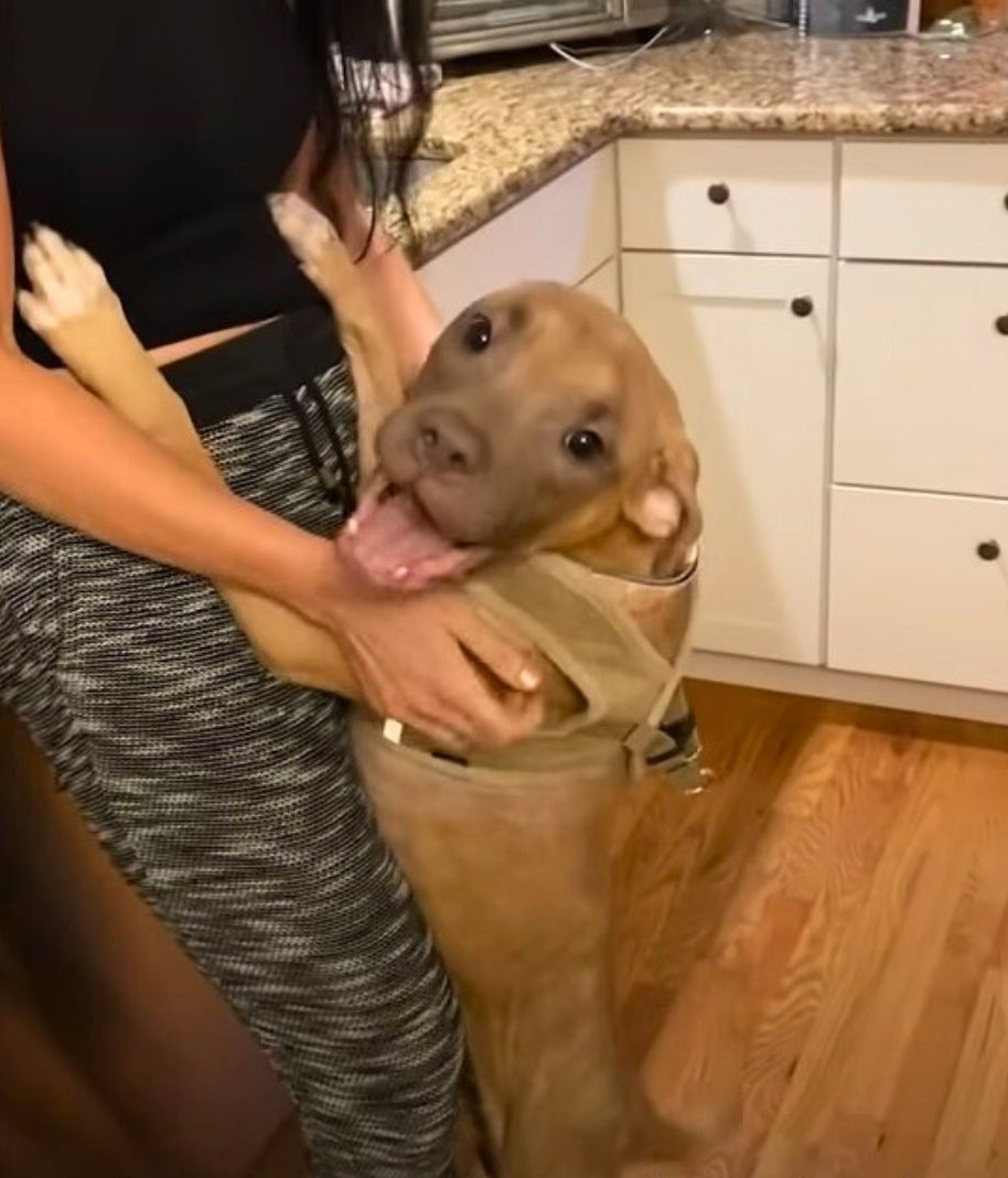 happy dog jumping on woman