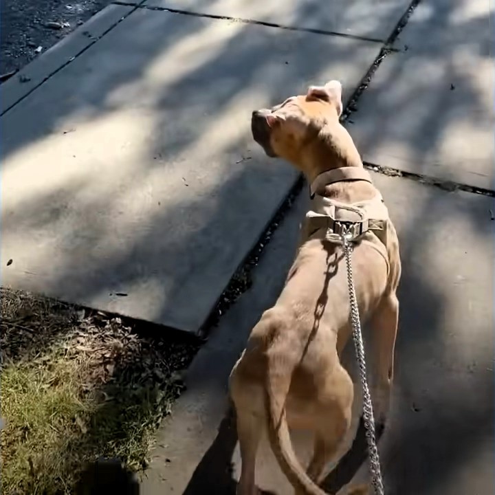 a dog in a walk