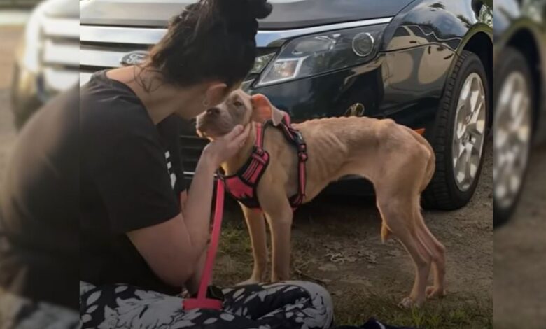 Puppy Found Tied Up To A Pole Falls In Love With Her New Mom