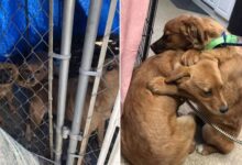 Puppies Saved By A Shelter In Ohio Caught Hugging And Comforting Each Other On Camera