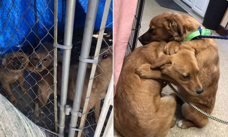 Puppies Saved By A Shelter In Ohio Caught Hugging And Comforting Each Other On Camera