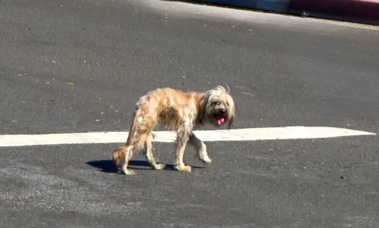 Once Afraid Of Humans After Being Struck By A Car, This Stray Dog Is A Happy Boi Now