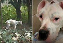The Life Of Stray Dog Became A Blessing After Good People Saved Him From The Woods