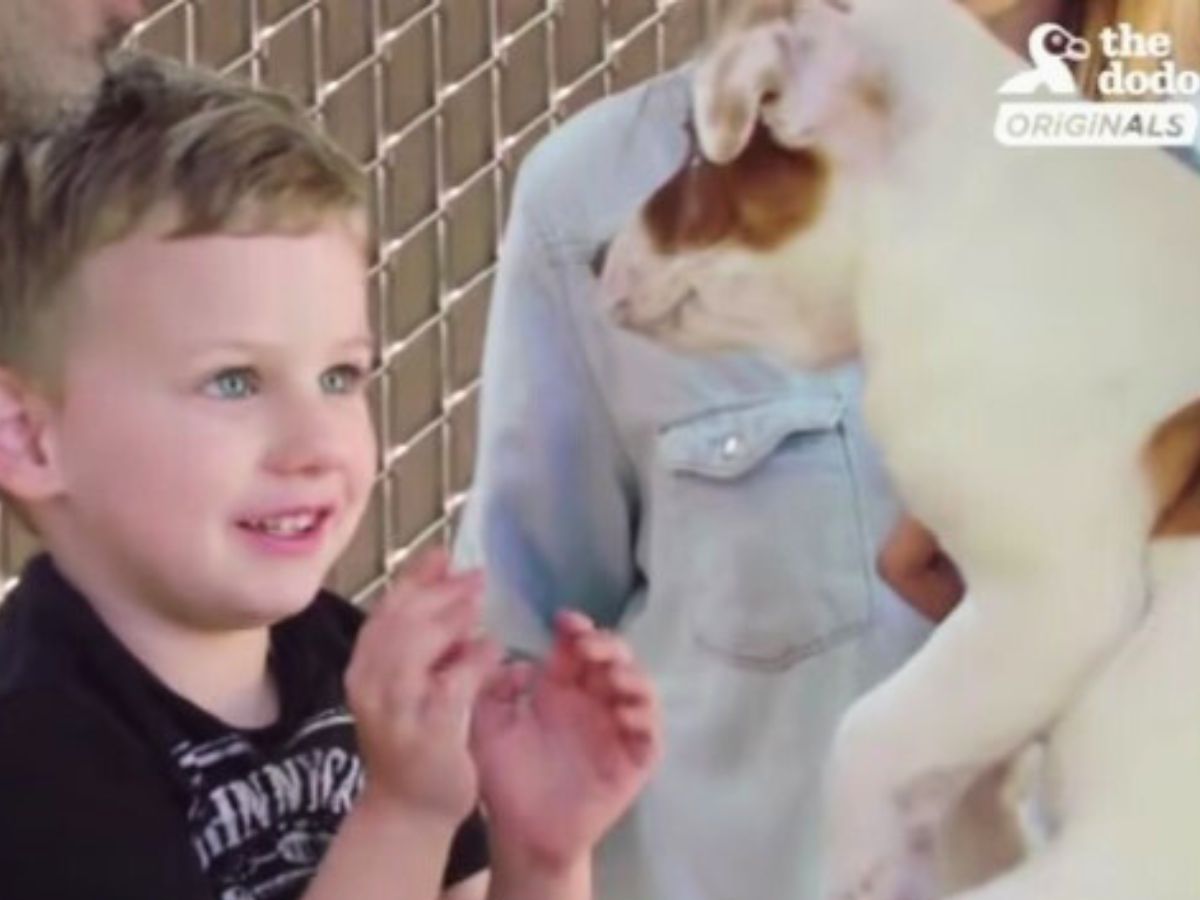 little boy looking at puppy