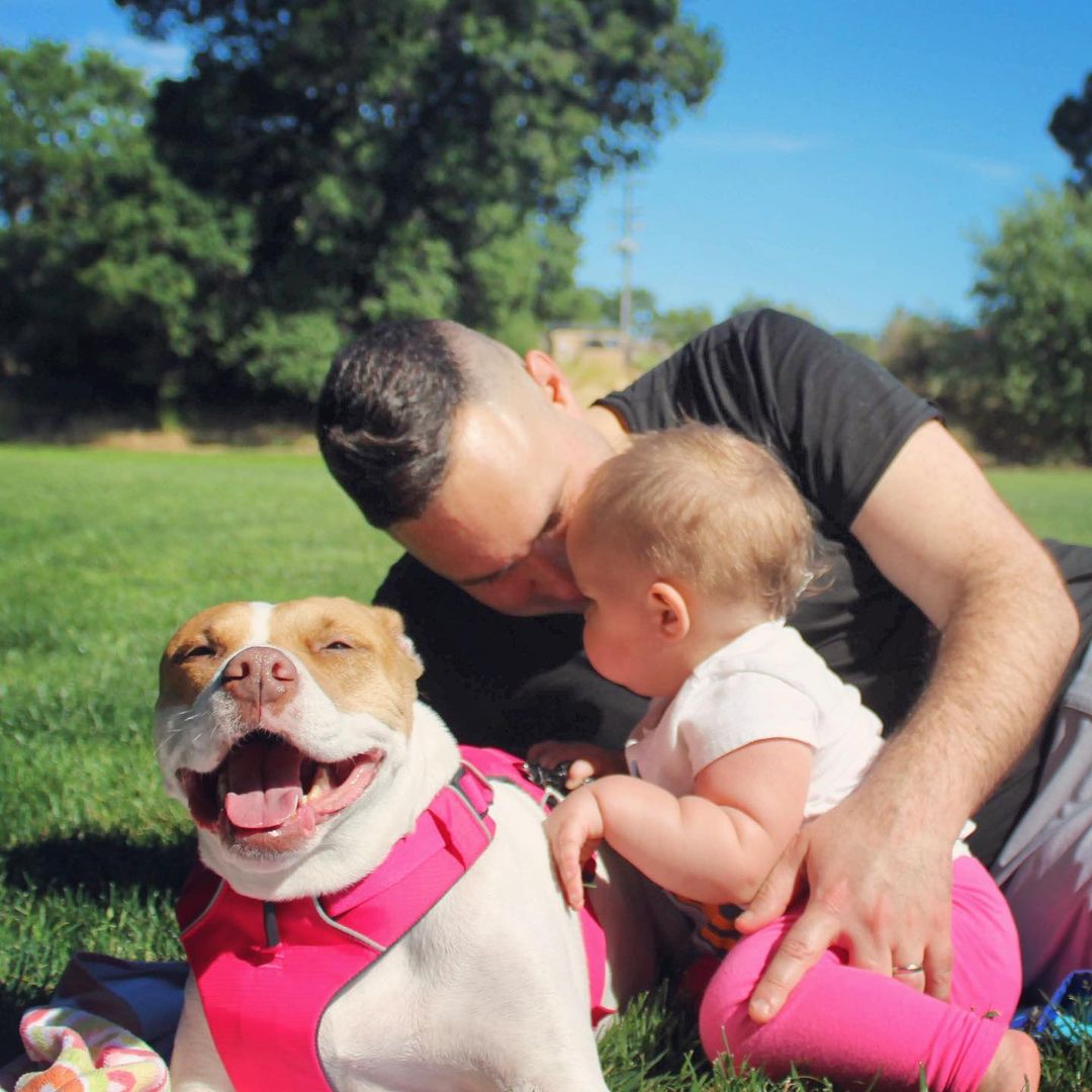 man, baby and pitbull on grass