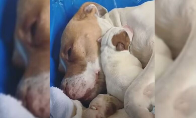 Woman Found Pregnant Pittie In The Shelter And Brought Happiness To Her And Her Babies