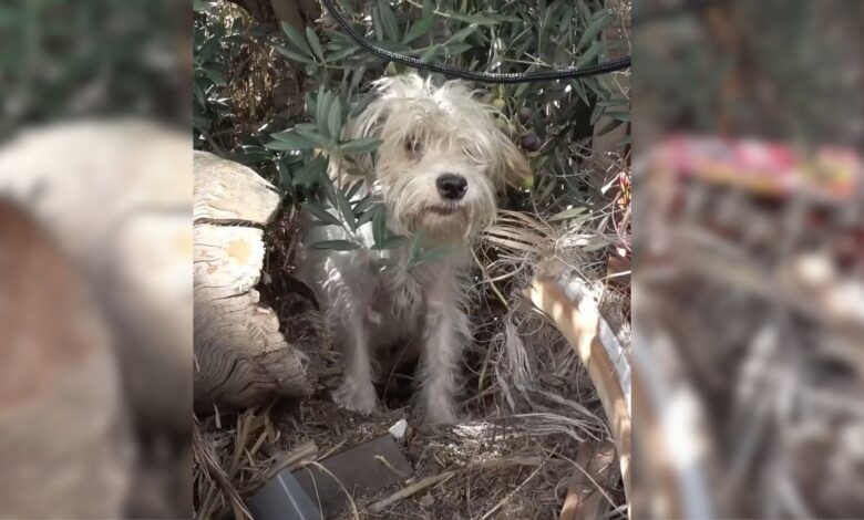 Rescuers Received A Call About A Scared Mama Dog In A Small Town And Rushed To Help
