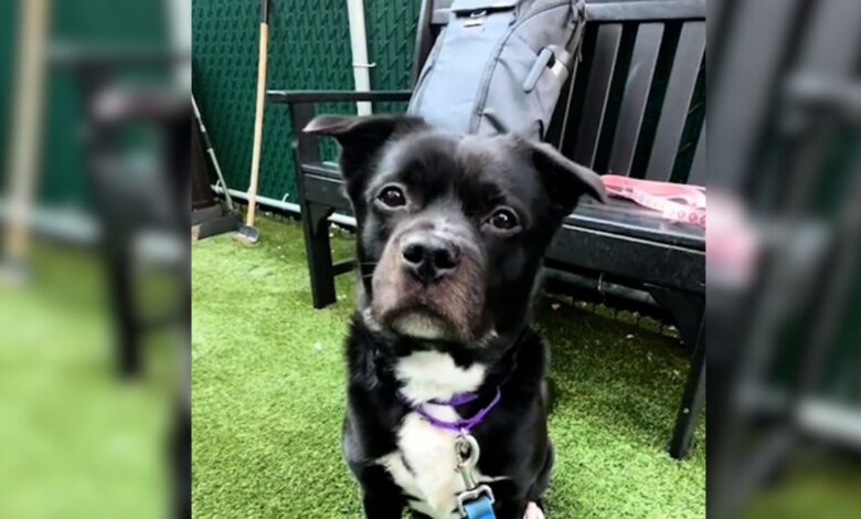 Beautiful 6-Year-Old Dog Surrendered To A NYC Shelter At ‘No Fault Of His Own’