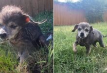 16-Year-Old Dog Left At Shelter Can’t Stop Crying Until He Finds A Forever Home
