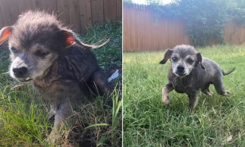16-Year-Old Dog Left At Shelter Can’t Stop Crying Until He Finds A Forever Home