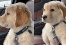 Watch This Sweet Golden Retriever Puppy Get Completely Captivated By Windscreen Wipers
