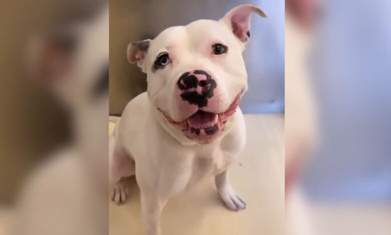 A Volunteer’s Love For A Delightful Shelter Pup Comes To An Unexpected End