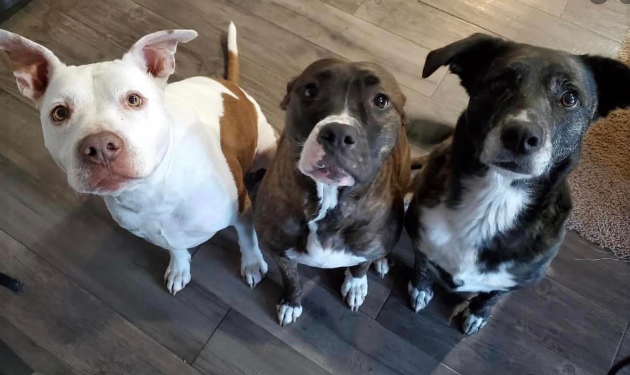 portrait of three dogs sitting on the laminate and looking at the camera