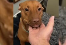 Heartbroken Dog Abandoned By His Previous Owners Learns How To Love Again