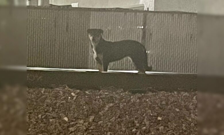 This Loyal Dog Refused To Leave The Train Tracks Where She Was Abandoned