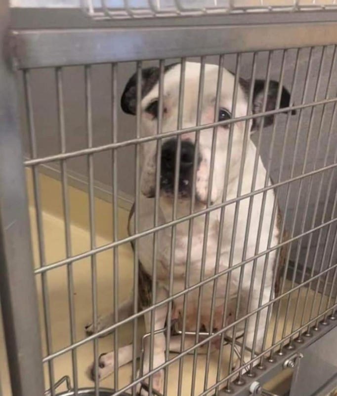a sad dog behind the bars looks sadly