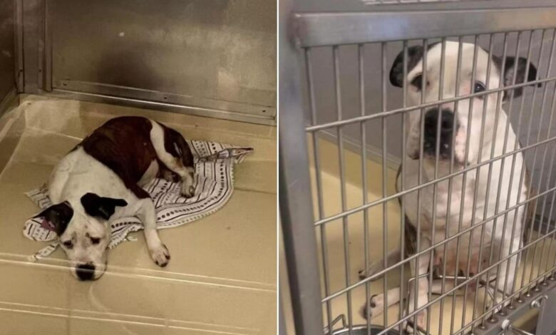 This 4-Year-Old Shelter Dog Is So Sweet, But Nobody Is Interested In Adopting Her