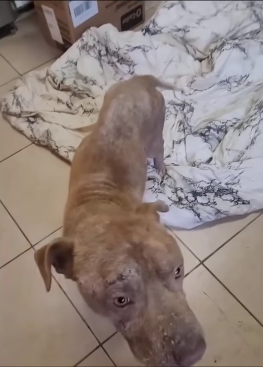 the rescued dog stands on the tiles
