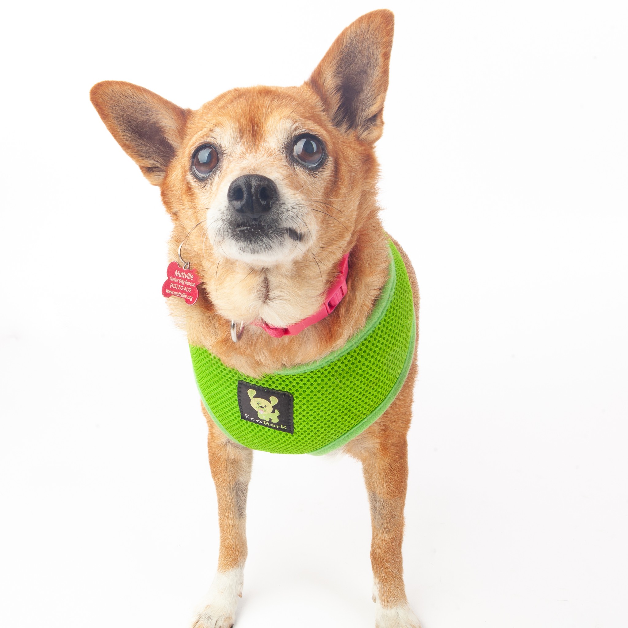 photo of a chihuahua wearing green harness