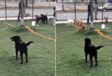 This Sweet Dog Struggled To Make Friend Until Something Amazing Happened