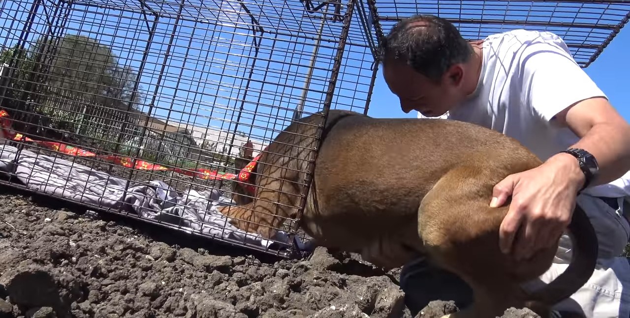 a man puts an abandoned dog in a cage