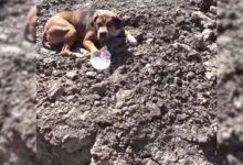 Rescuers Received A Call About A Dog Abandoned On A Construction Site And Went To Help