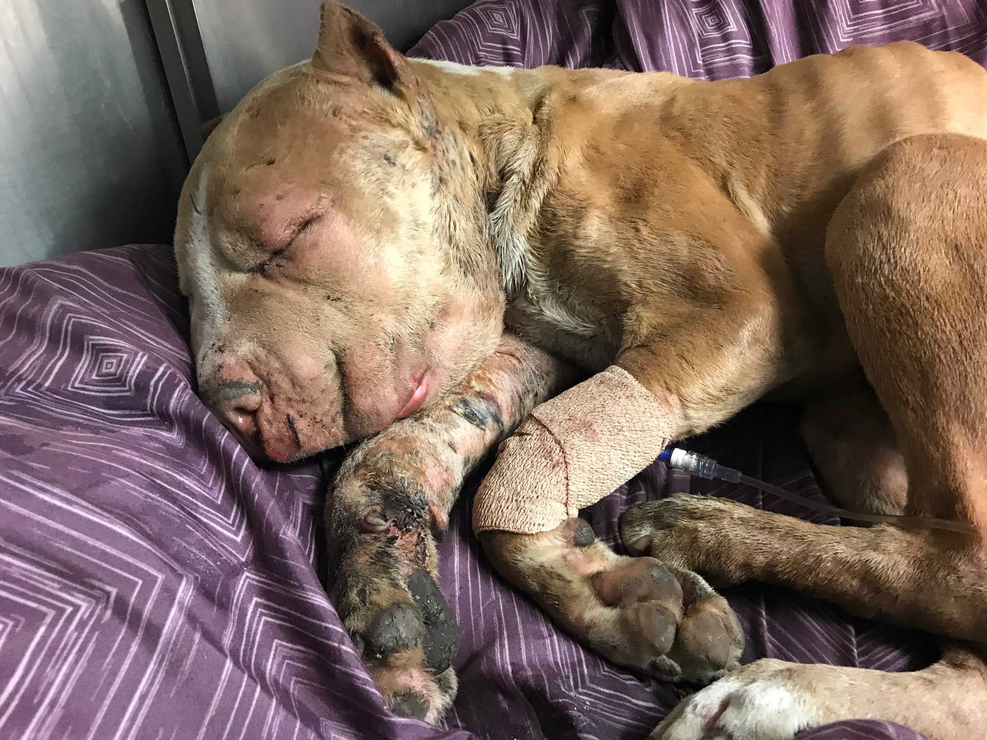 injured stray dog sleeping