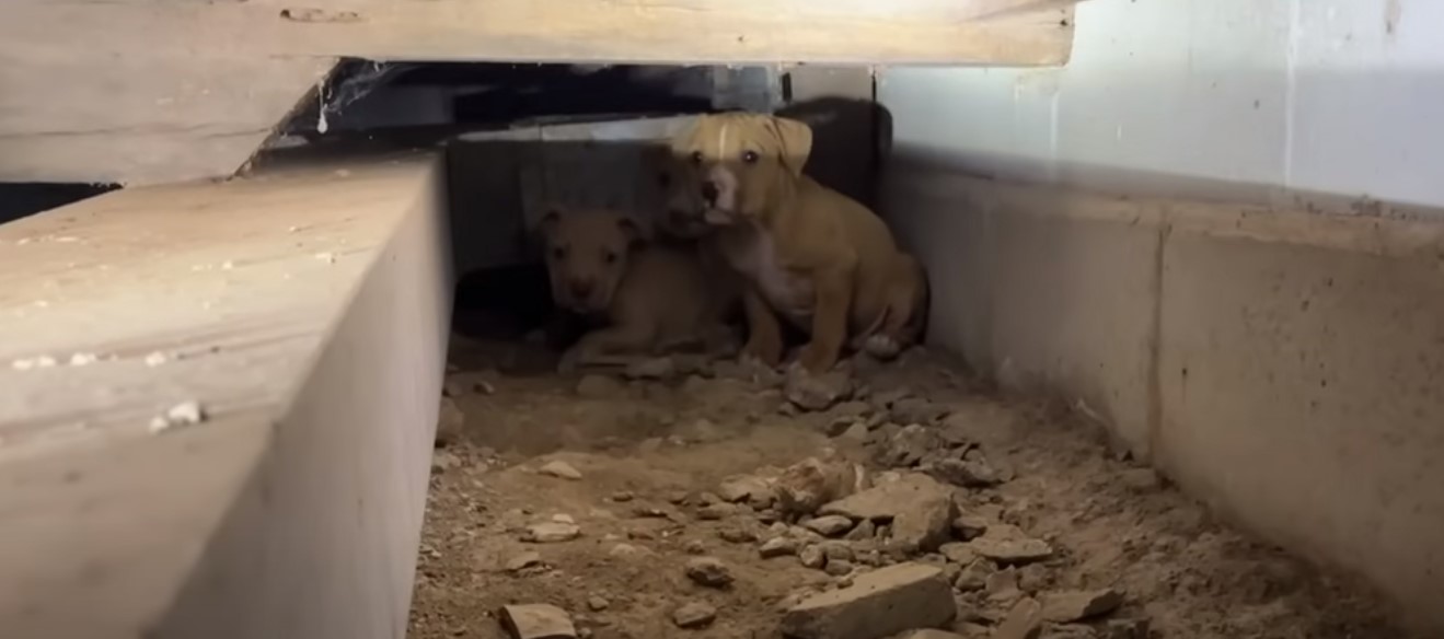 photo of scared puppies