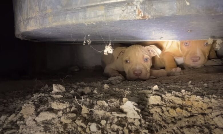 This Rescuer Went Inside A Crawlspace To Save These Adorable Puppies