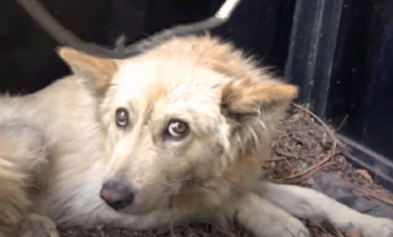 Man Was Shocked When He Saw A Motionless Dog And Went To Help Him