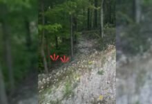 Hikers Heard Some Noise Near A Creek And Were Surprised By What They Found