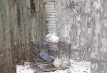 Rescuers Noticed Something Strange Moving In An Iron Crate And Went To Check It Out