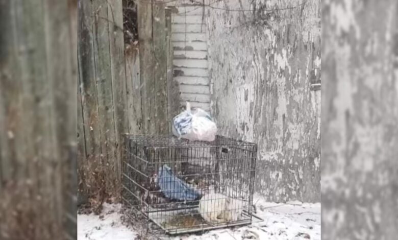 Rescuers Noticed Something Strange Moving In An Iron Crate And Went To Check It Out