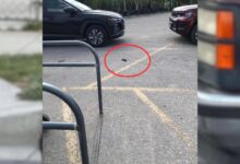 Woman Was About To Head Home When She Noticed Something Strange In The Parking Lot