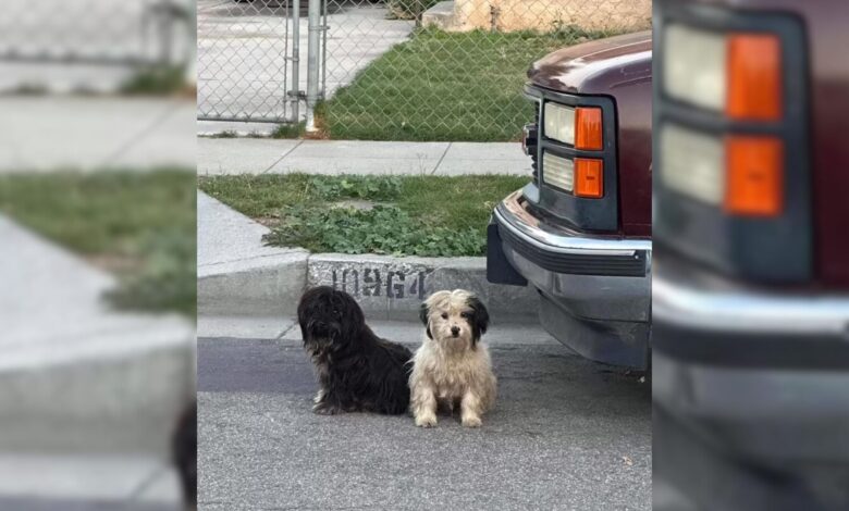 Rescuers Received A Call About Dogs Who Refused To Move Even After Being Abandoned