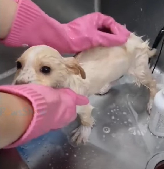 a woman with gloves bathes a rescued puppy