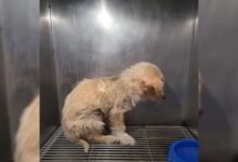 Abused Puppy Was So Scared Of Humans That She Refused To Look At Anyone Even After Being Rescued
