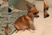 Woman Adopted A Chihuahua And Was Surprised By What Happened When They Came Home