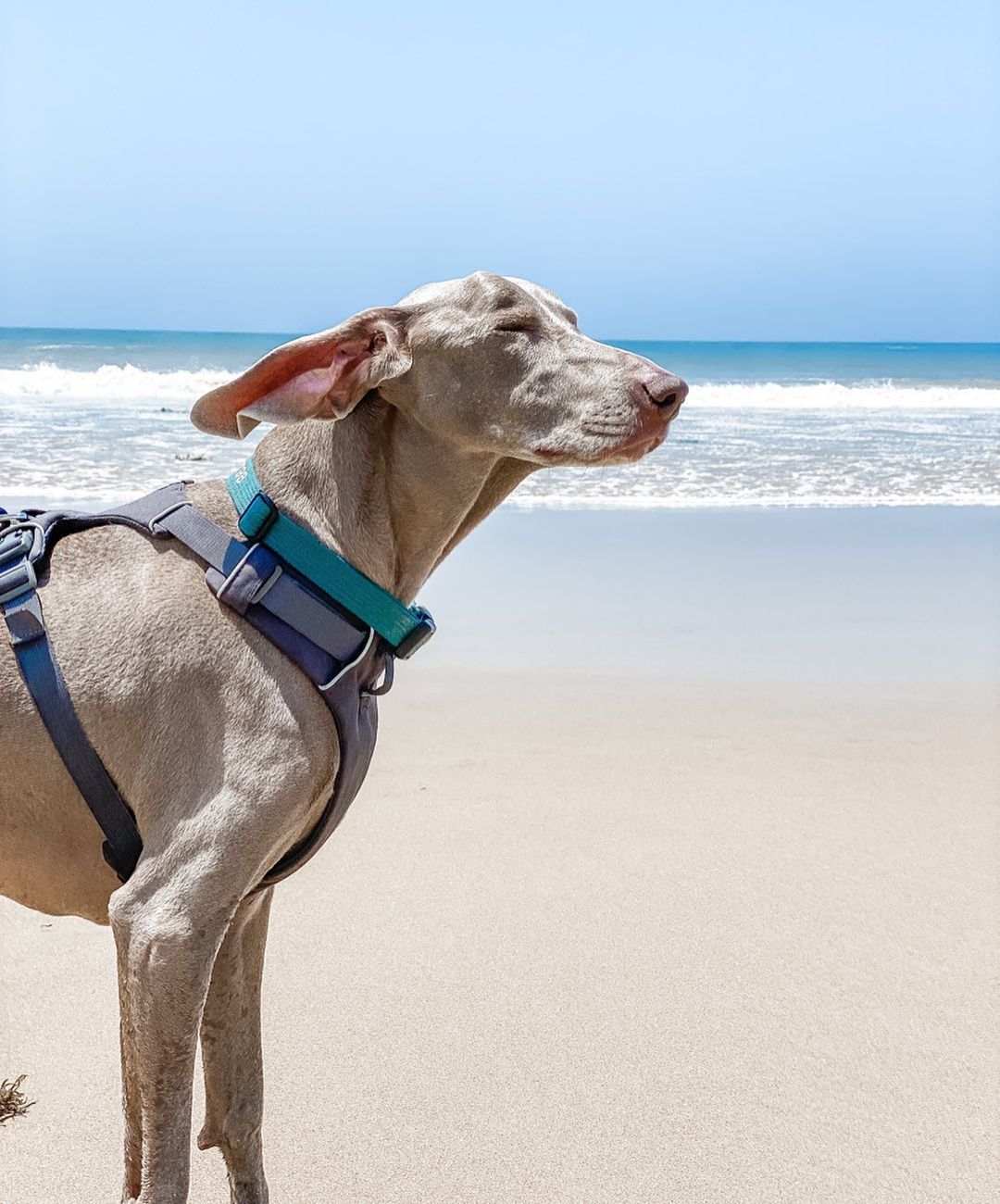 photo of dog at the beach